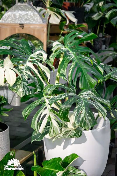 Monstera Variegata en pot blanc exposée dans une pépinière.